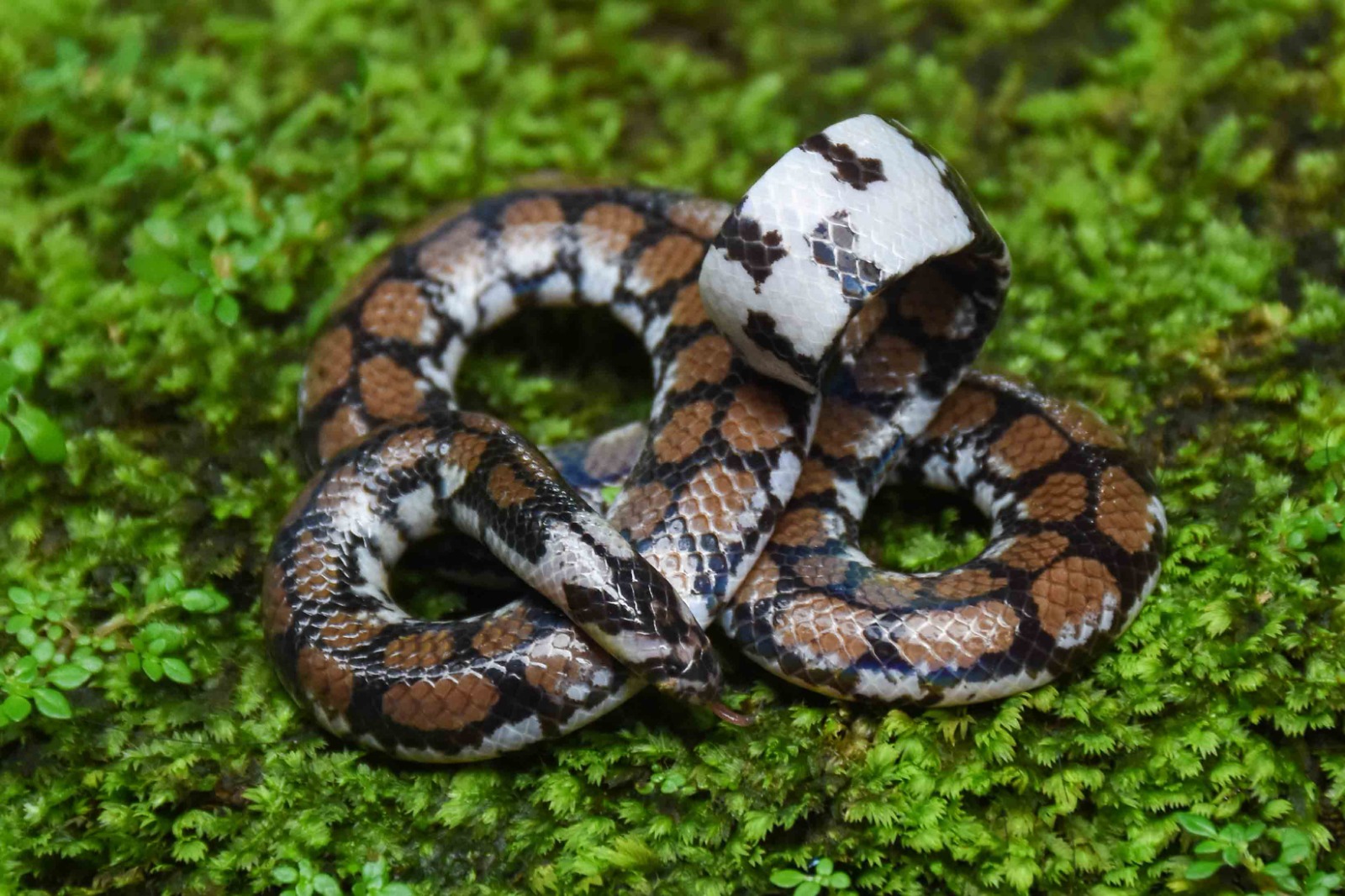 Sri Lankan Snake Species